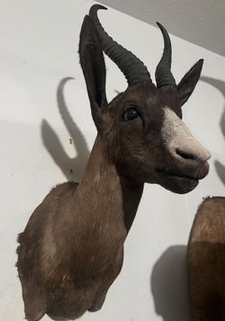Springbuck taxidermy