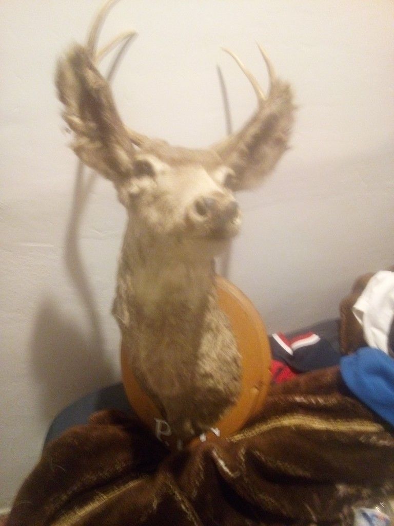 Young Buck