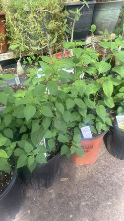 Chile Chiltepin  $10 cada uno