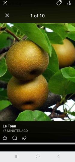 Season fruit trees