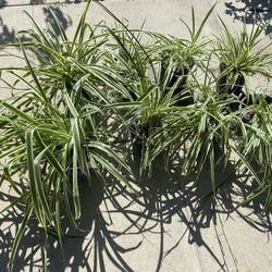 Beautiful Spider Plants  ::  Indoor / Outdoor. ::