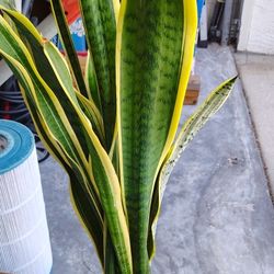 Snake Plant $25