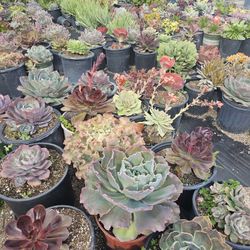 Echeverias & Succulent 