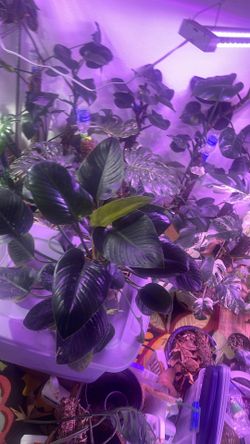 Philodendron Green Congo 