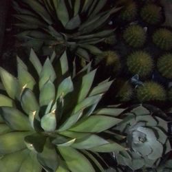 Giant Blue GLO/Artichoke AgaveLandscaping Pack