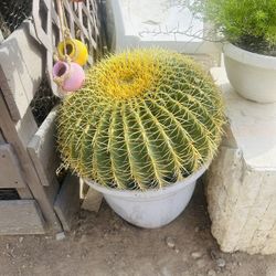 Cactus Natural Plants