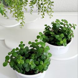 Living Plant 🌱Elephant Bush on 4"H Pot ::: Outdoor/Full Sun ::: $5 Each