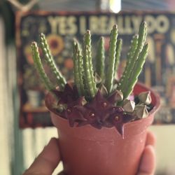 Starfish Flowers 🪴🌺🪰