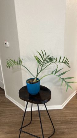 large philodendron tortum