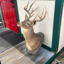 Deer Mount