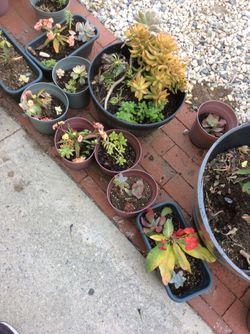 $6 each one