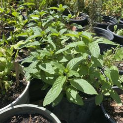 Plantas De Menta Y Yerbabuena 