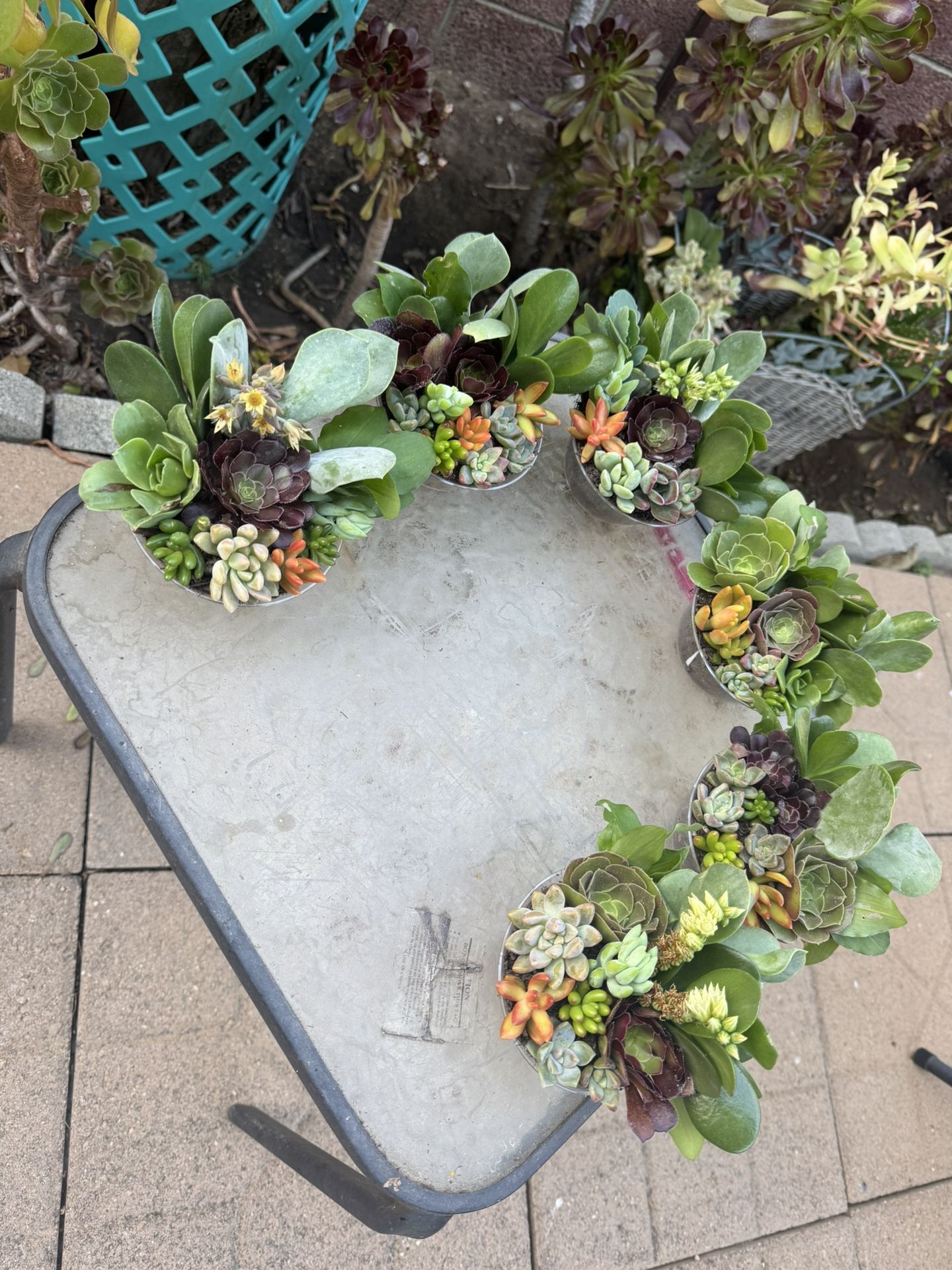 Little Succulents
