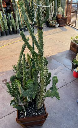 Crested Eve's Needle