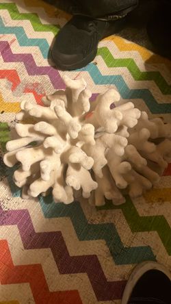 White coral reef