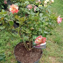Rose Plant Beautiful Colors Available 