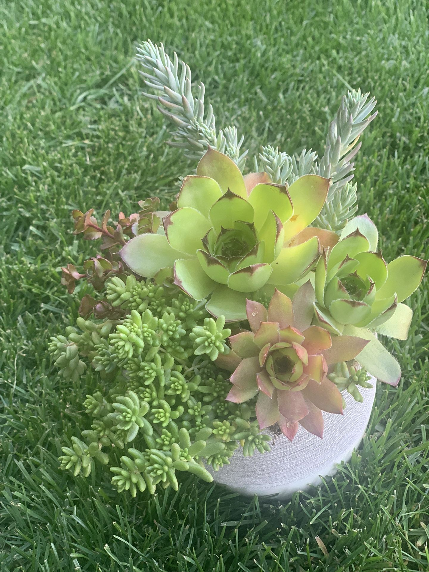 Succulents In Ceramic Pot