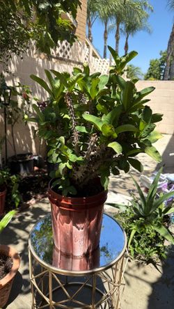Crown of thorns plant