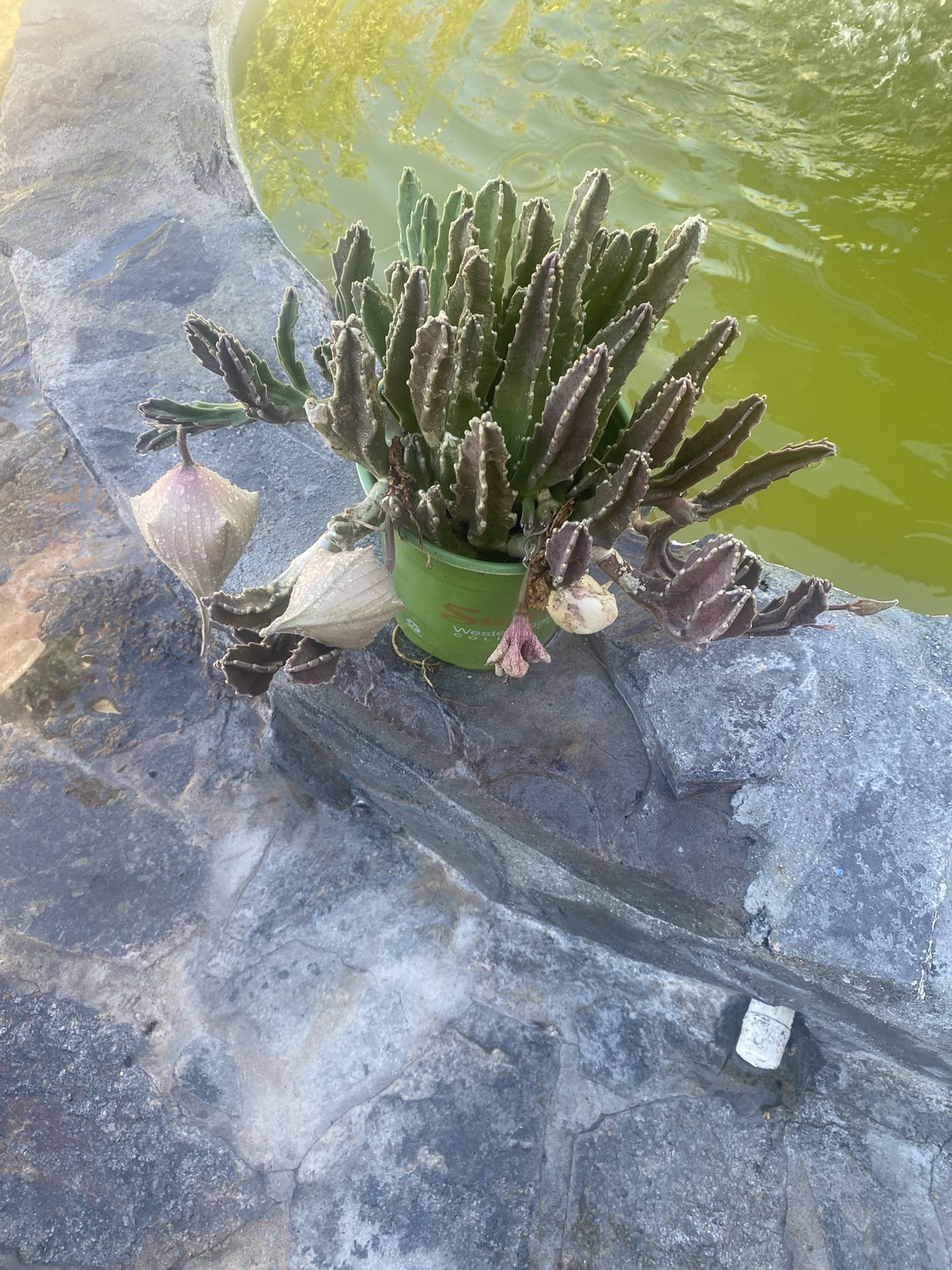 Fly Catcher 😃cactus 