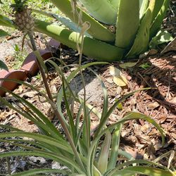 Pineapple Plants For Garden🍍 Ready To be Planted .