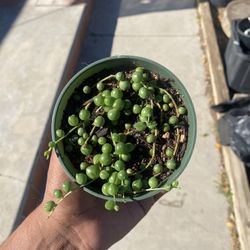String Of Pearls