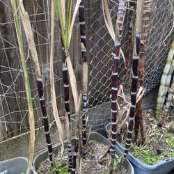 Fruit Plants for Sale – Orange, Lemon, Kumquat & More