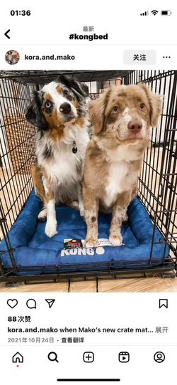 Kong 36 crate mat hot sale