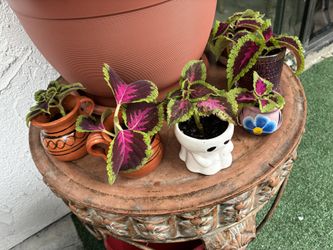 Plants