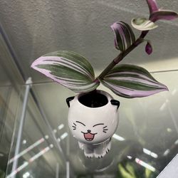 Tradescantia  in cat pot