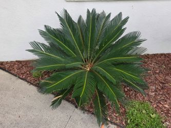Sago Palm