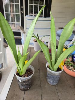 Moonshine snake plant sansiveria
