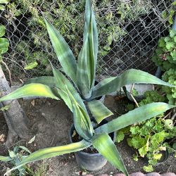 Blue Agave