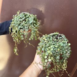 4” String Of Turtles