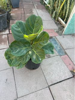 Fiddle leaf fig