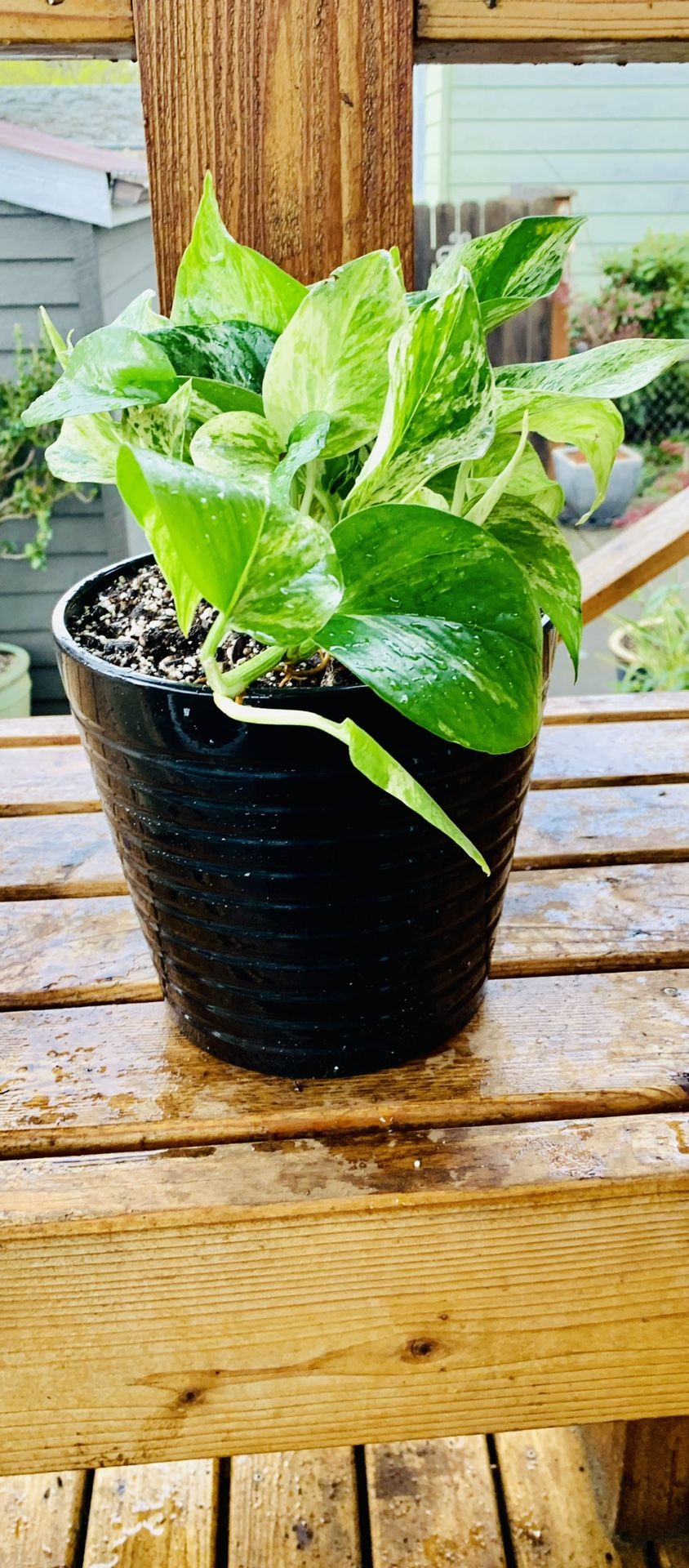 Live Indoor Queen Marble Pothos house plant in a textured ceramic planter flower pot—firm price