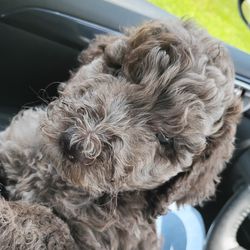 Laberdoodle