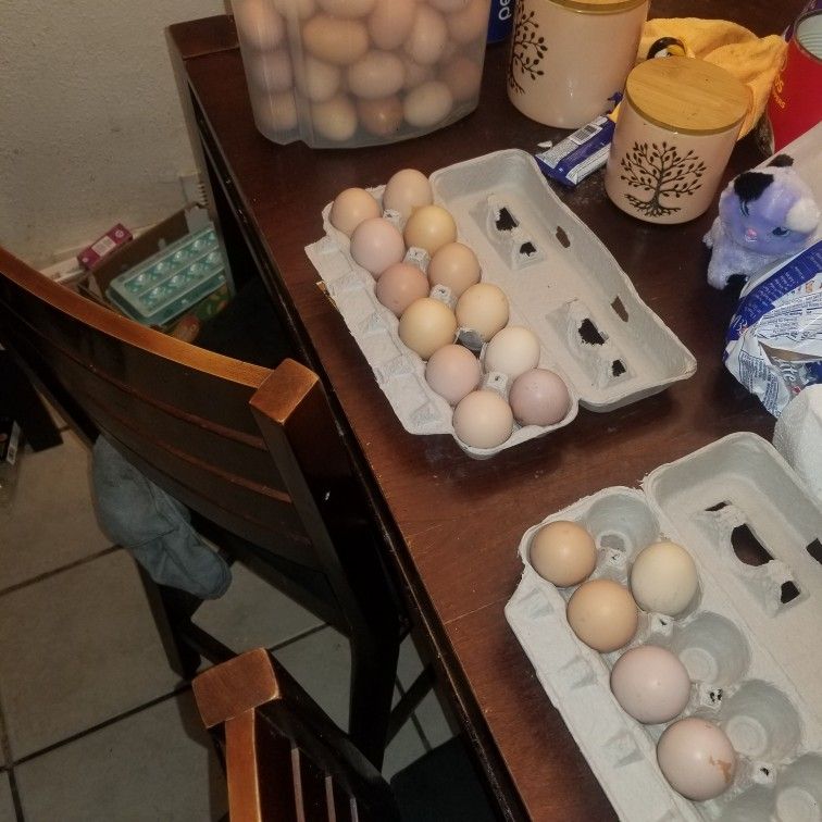 $$Free range Chicken Eggs$$
