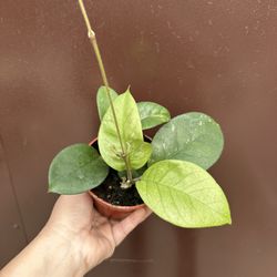 4” Hoya Fungii