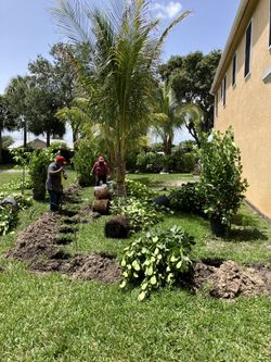 Clusias perfect for privacy all sizes available starting at five dollars