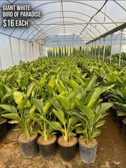 Giant birds of paradise 5 gal