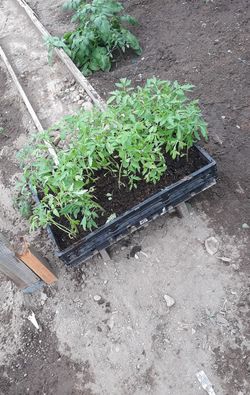Tomato plants