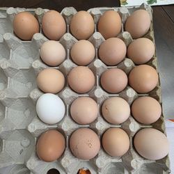 Fresh Farm Eggs - Gathered This Morning