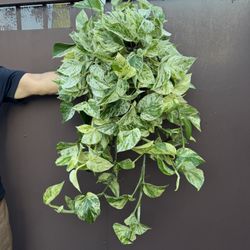 6” Xl Snow Queen Pothos Very Full 