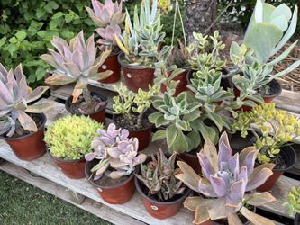 Variety Of Succulents Plants
