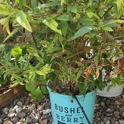 Blueberry Plants $10