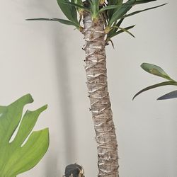  Plant For Sale