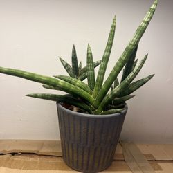Sansevieria Patula Snake Plant | Rare Starfish Snake Plant | Easy Indoor Plant | Air Purifying Succulent 