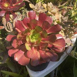 Red Aeonium Succulent 