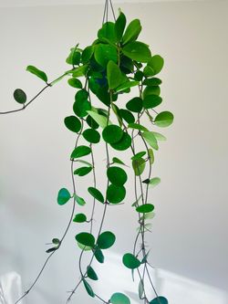 X large Hoya  obovata.  Indoor plants