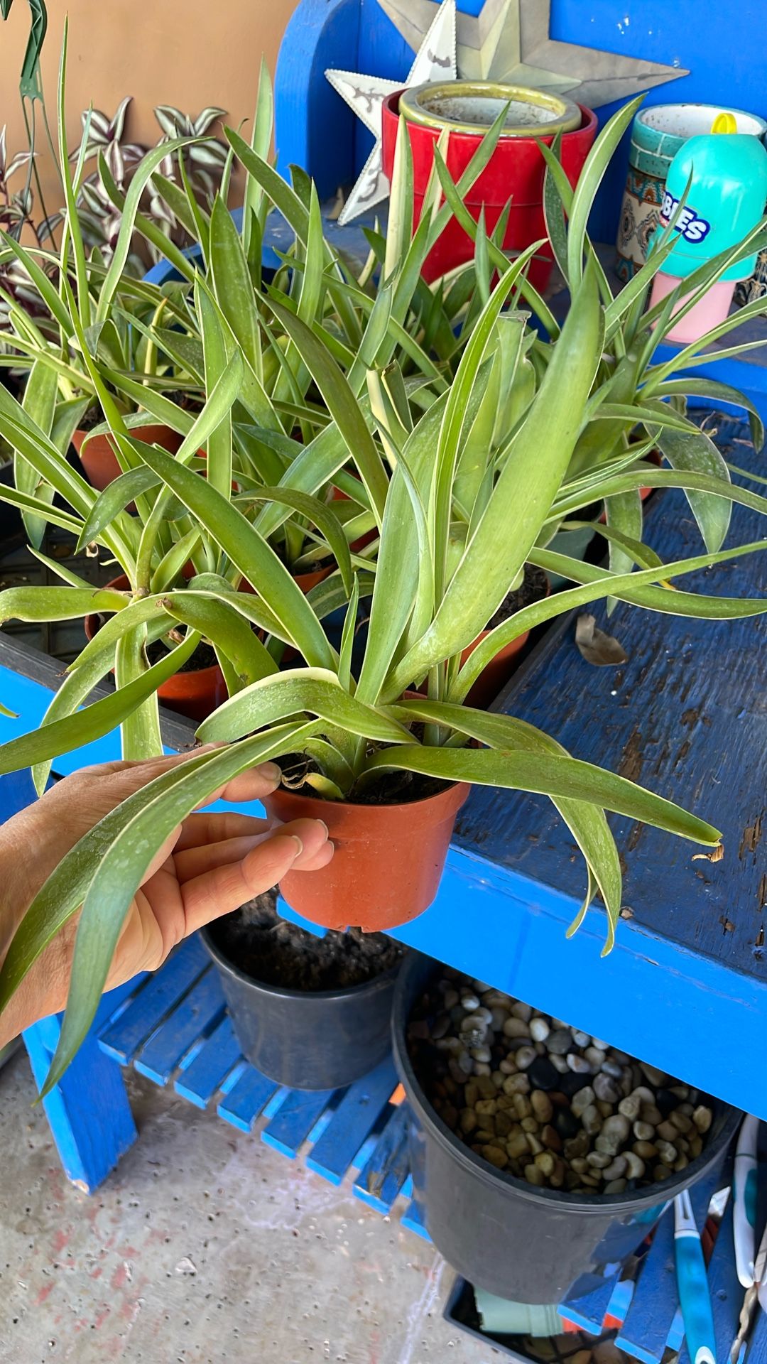 Smooth Variegated Agave Plants